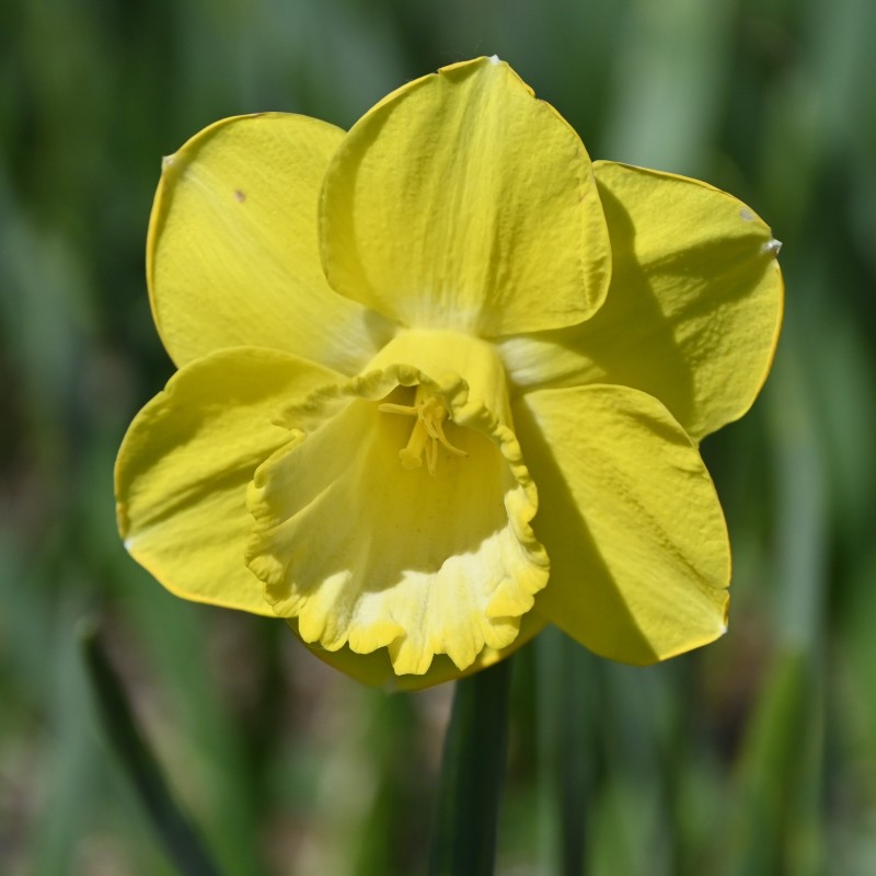 Narcissus 'Pay Day'