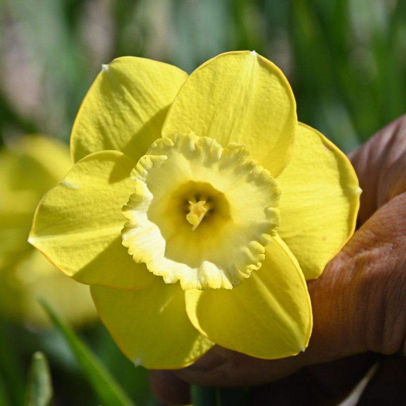 Narcissus 'Pay Day'