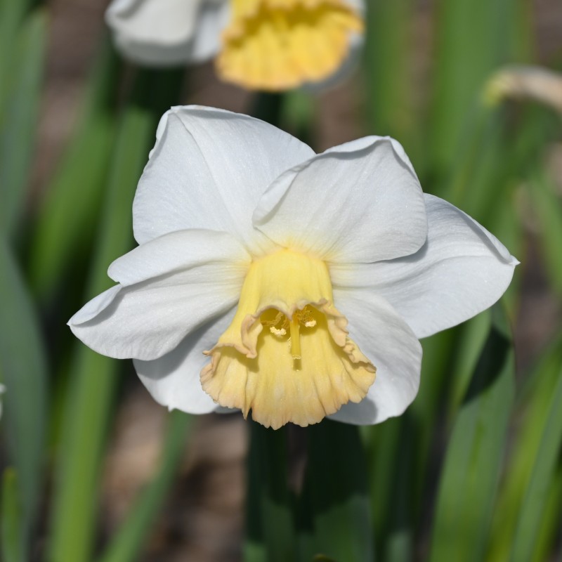 Narcissus 'Polar Sunset'