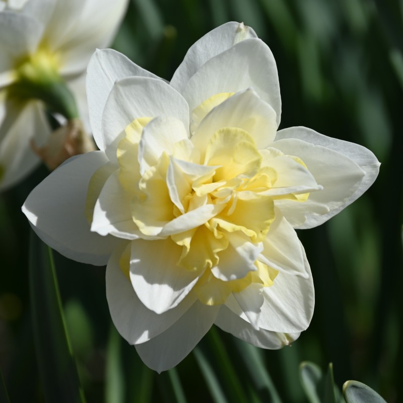 Narcissus 'Poolster'