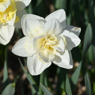 Narcissus 'Poolster'