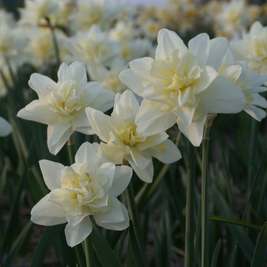 Narcissus 'Poolster'