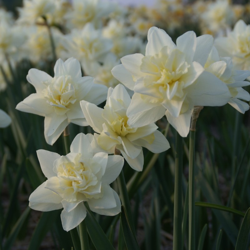 Narcissus 'Poolster'