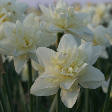 Narcissus 'Poolster'