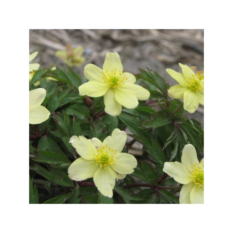 Anemone x lipsiensis