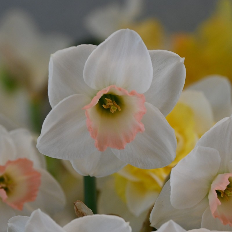 Narcissus 'Rimski'