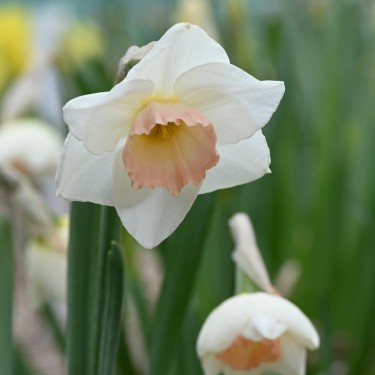 Narcissus 'Rimski'