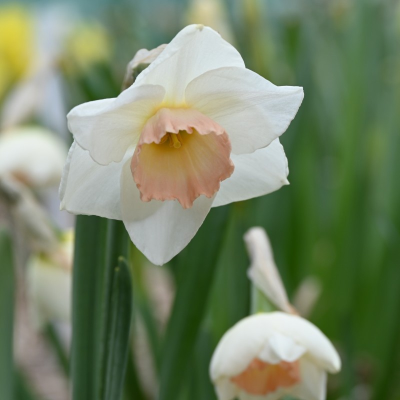 Narcissus 'Rimski'