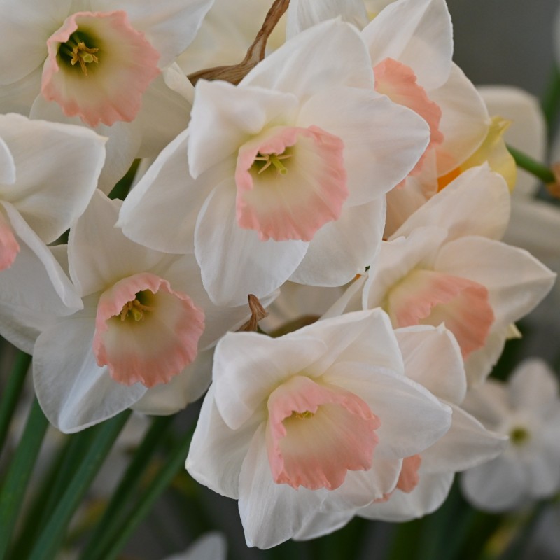 Narcissus 'Rimski'