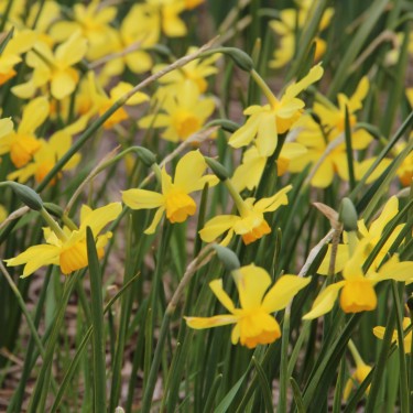 Narcissus 'Rosedown'