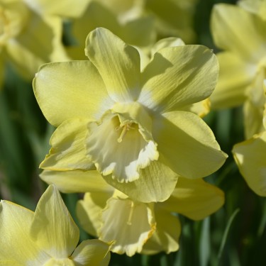 Narcissus 'Rushlight'