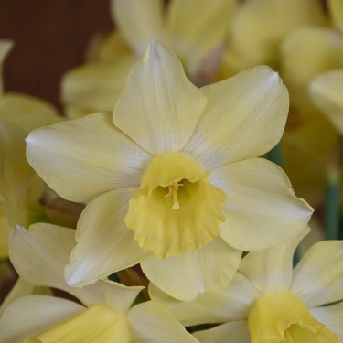 Narcissus 'Rushlight'