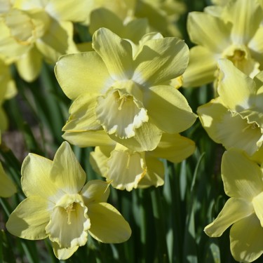 Narcissus 'Rushlight'