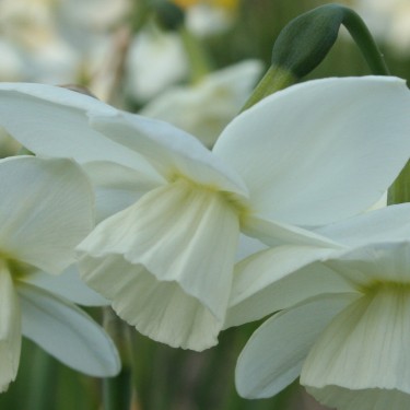 Narcissus 'Saberwing'