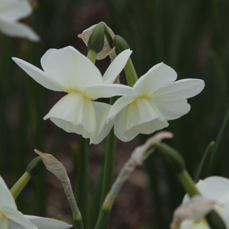Narcissus 'Saberwing'