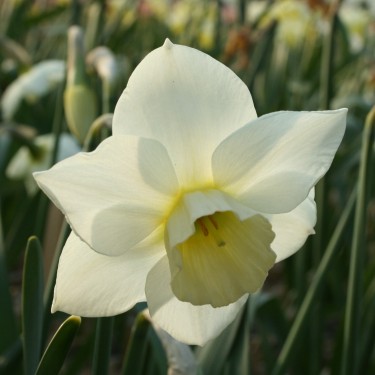 Narcissus 'Sextant'