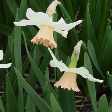 Narcissus 'Snoopie'