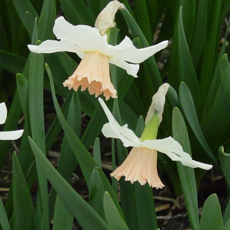 Narcissus 'Snoopie'
