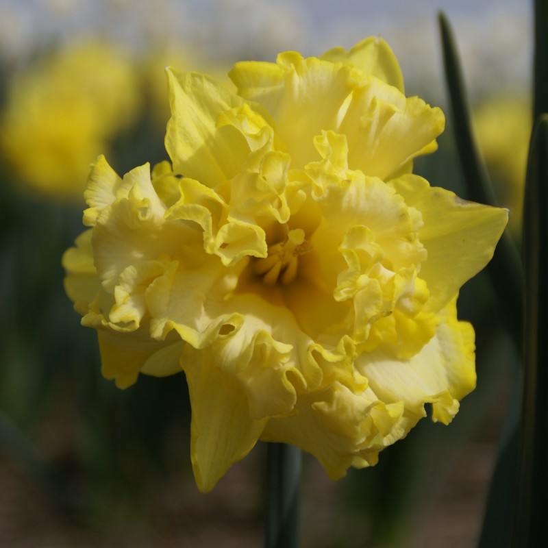 Narcissus 'Sprinter'