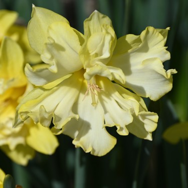 Narcissus 'Sprinter'