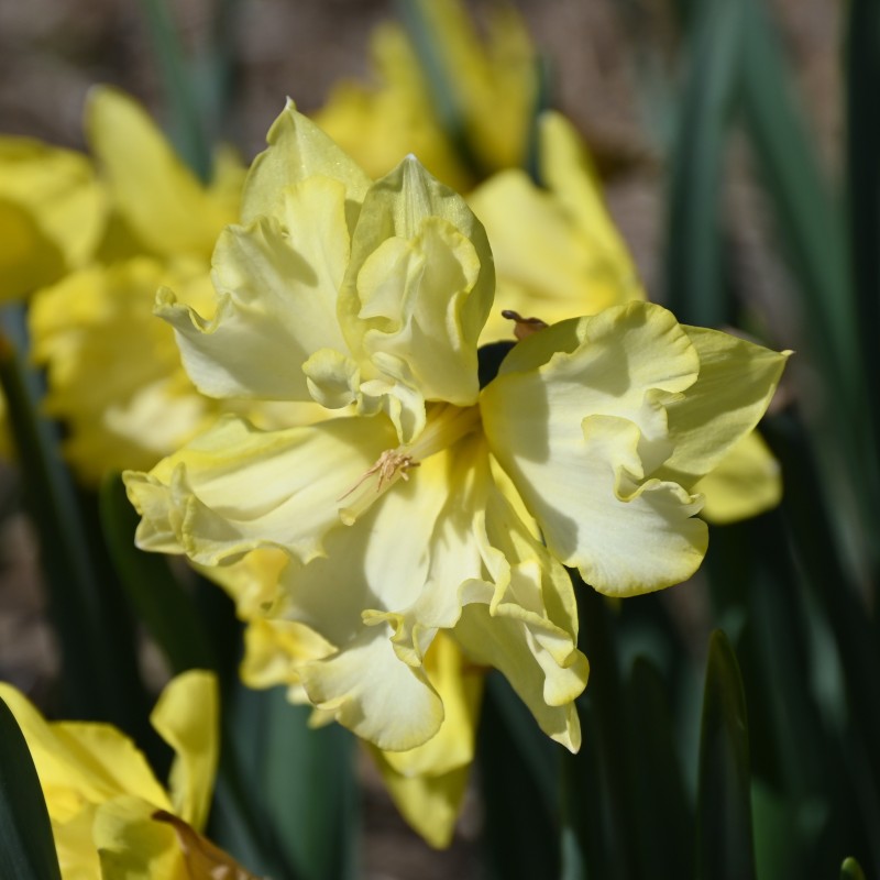 Narcissus 'Sprinter'