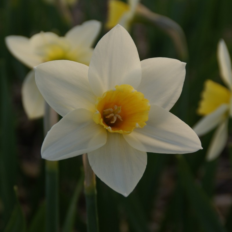 Narcissus 'Suhaili'
