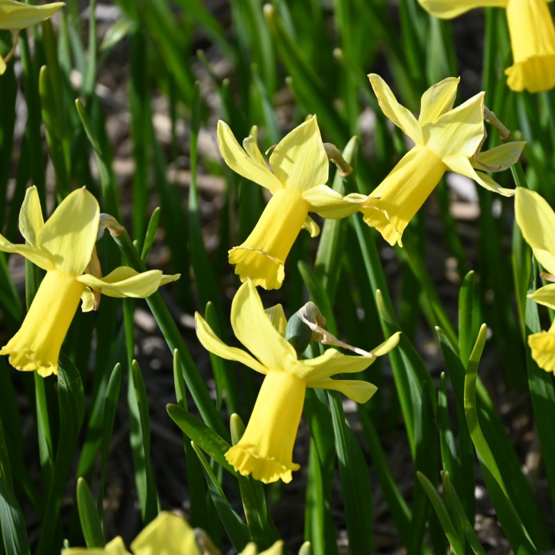 Narcissus 'Suzie Dee'