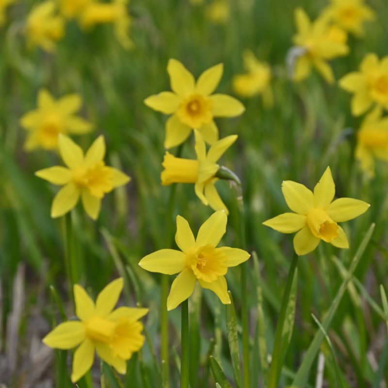 Narcissus 'The Little Gentleman'