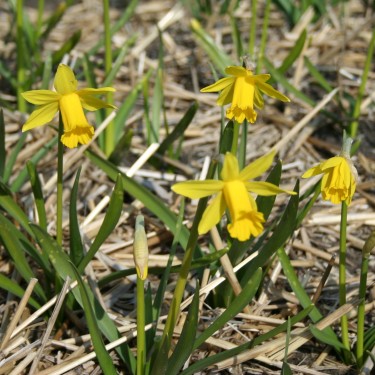Narcissus 'The Little Gentleman'