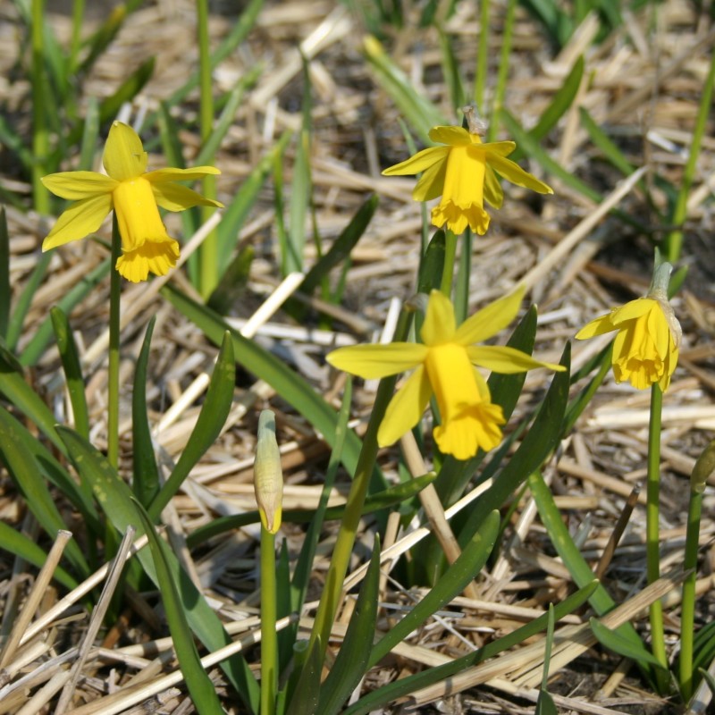 Narcissus 'The Little Gentleman'