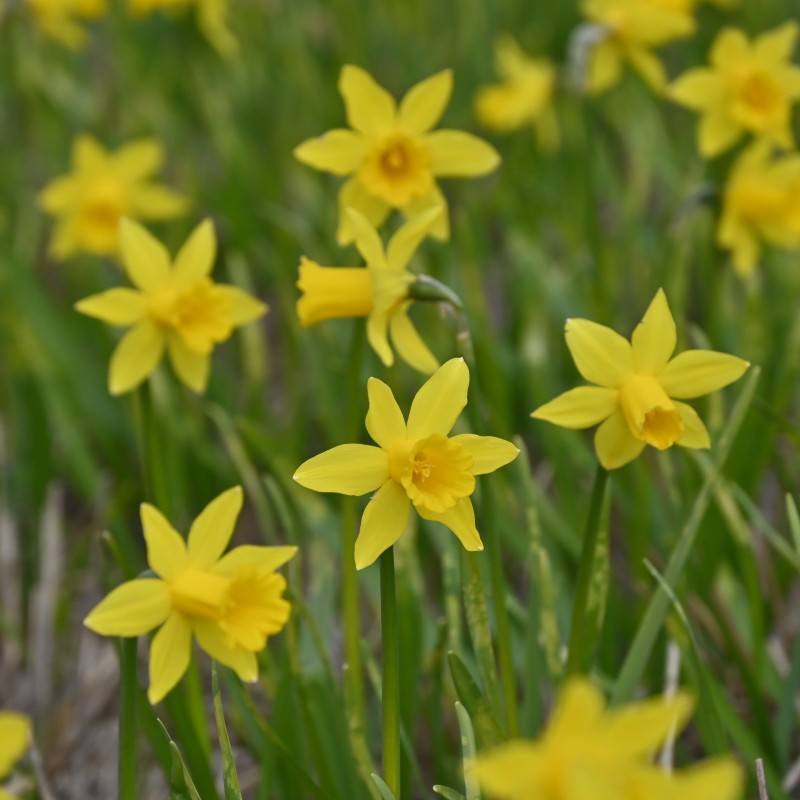 Narcissus 'The Little Gentleman'