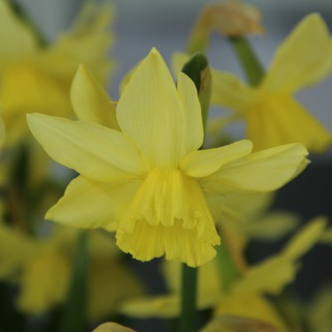 Narcissus 'Thoughtful'