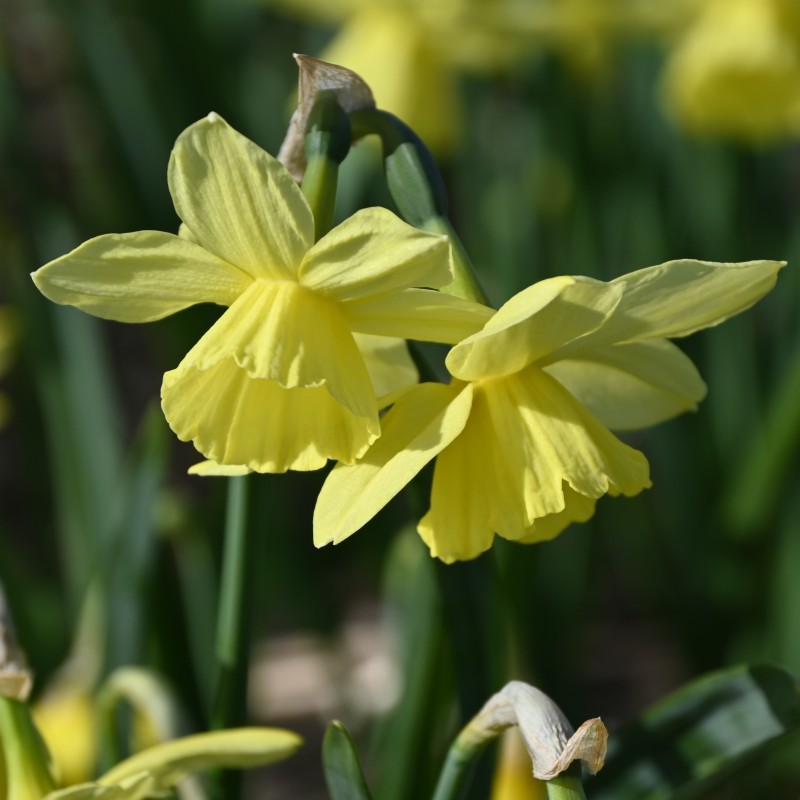 Narcissus 'Thoughtful'