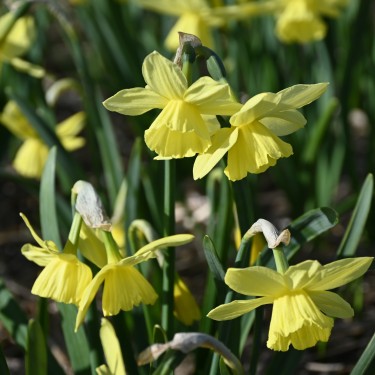 Narcissus 'Thoughtful'