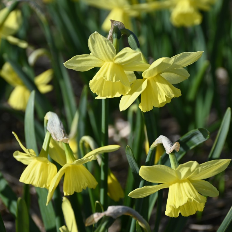 Narcissus 'Thoughtful'