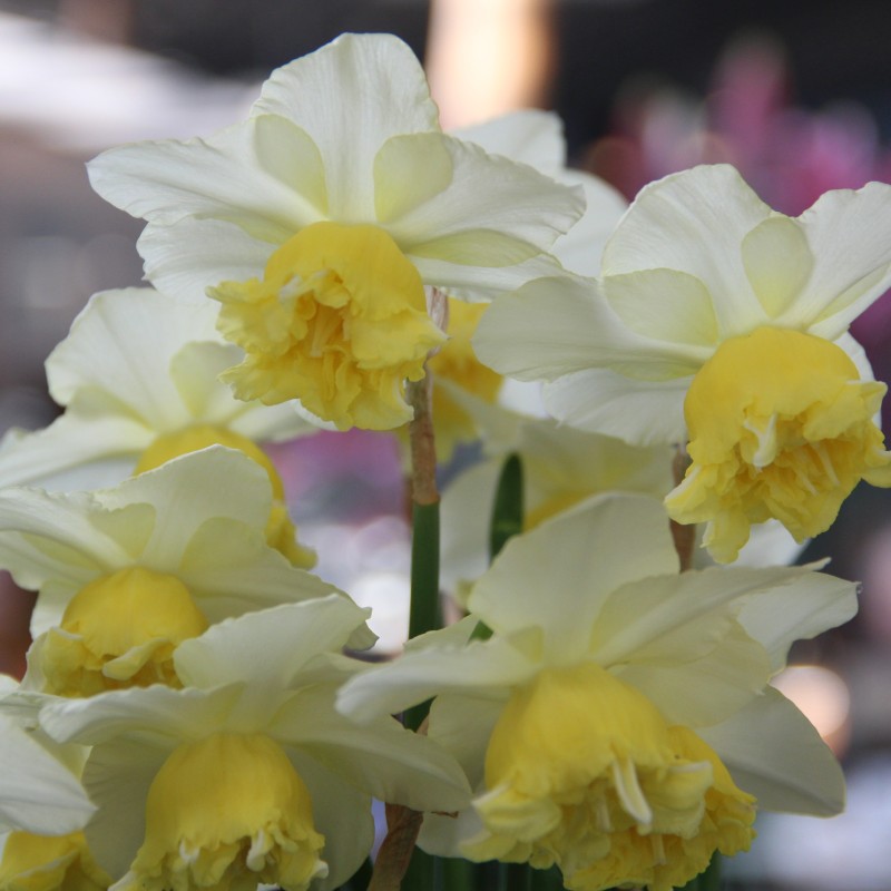 Narcissus 'Toyama'
