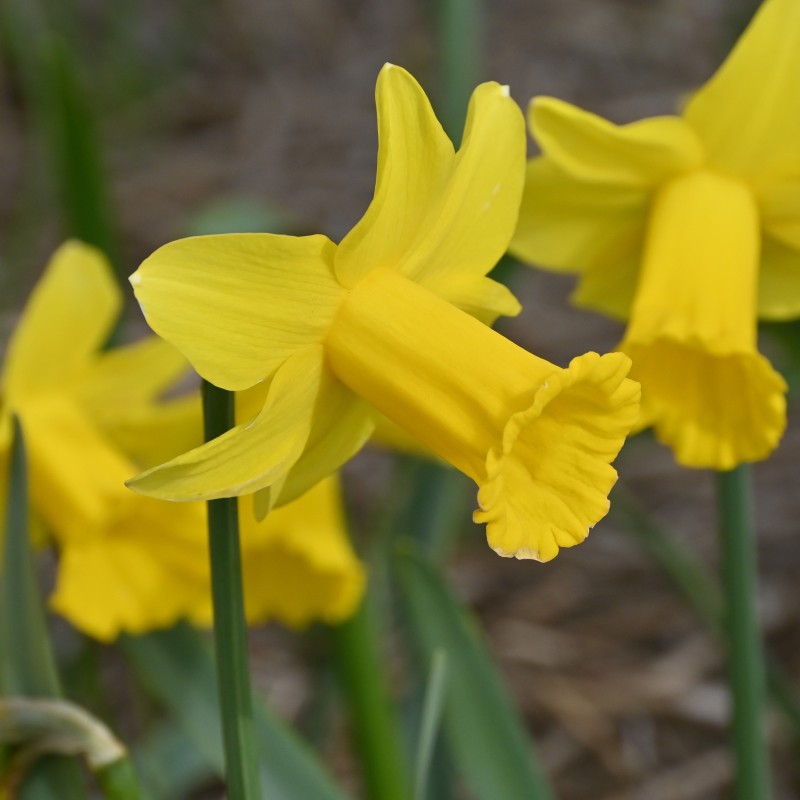 Narcissus 'Trewirgie'