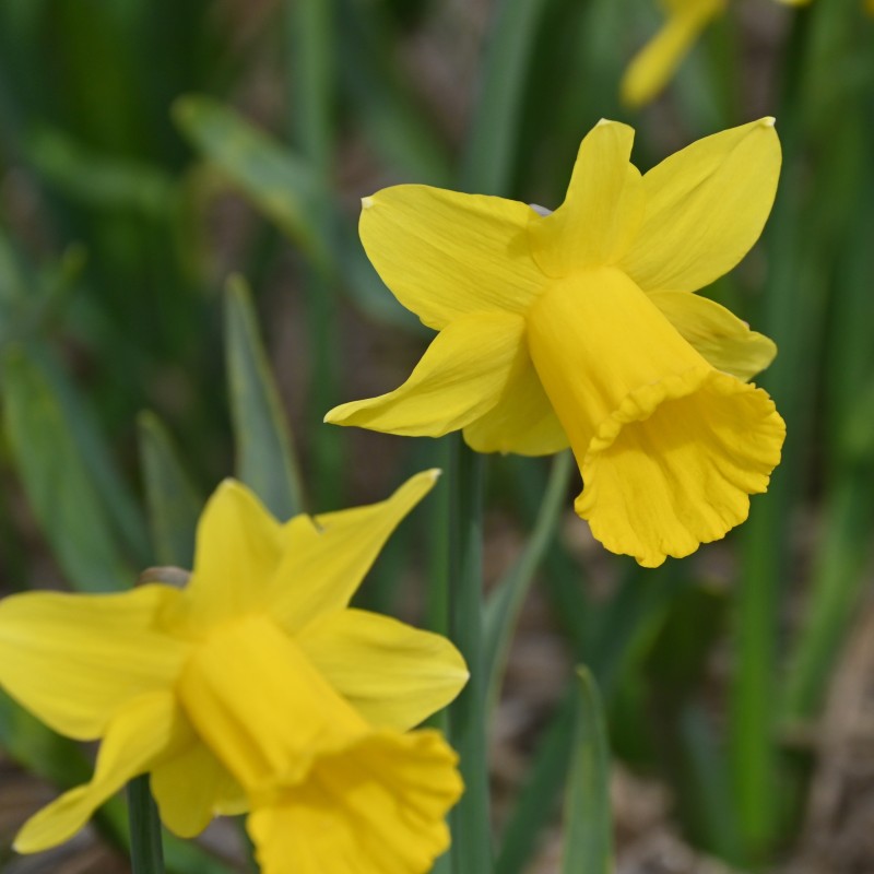 Narcissus 'Trewirgie'
