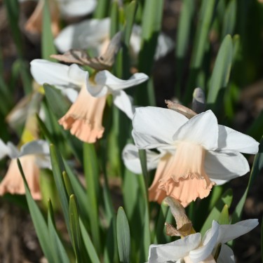 Narcissus 'Waif'