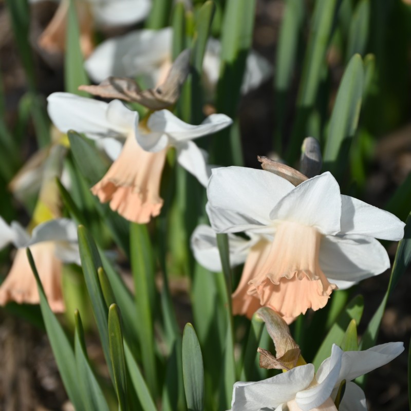 Narcissus 'Waif'