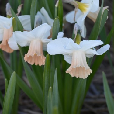 Narcissus 'Waif'