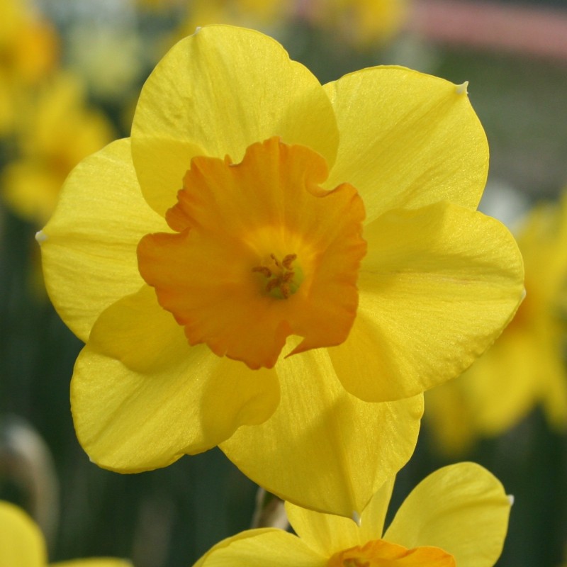 Narcissus 'Walton'
