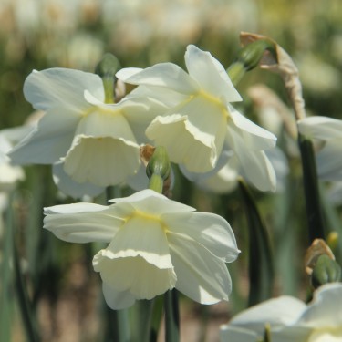 Narcissus 'Waxwing'