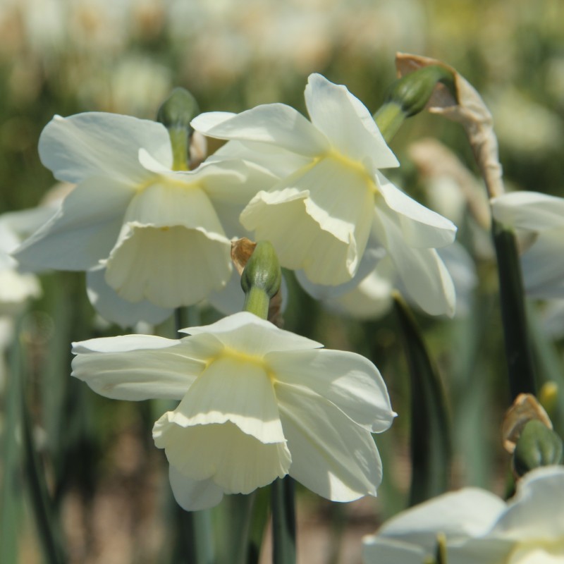 Narcissus 'Waxwing'