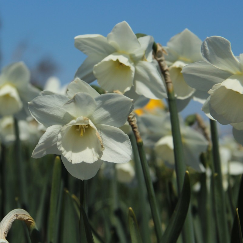 Narcissus 'Waxwing'