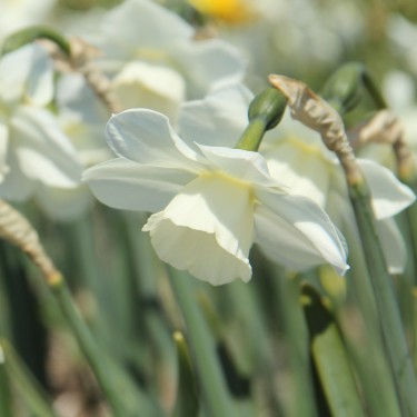 Narcissus 'Waxwing'