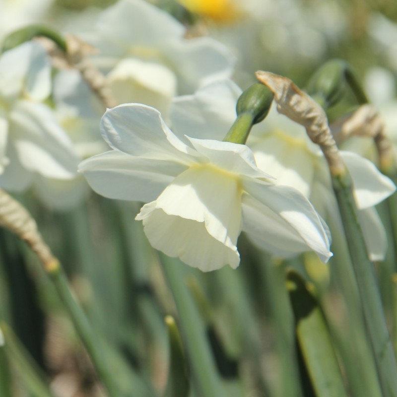 Narcissus 'Waxwing'