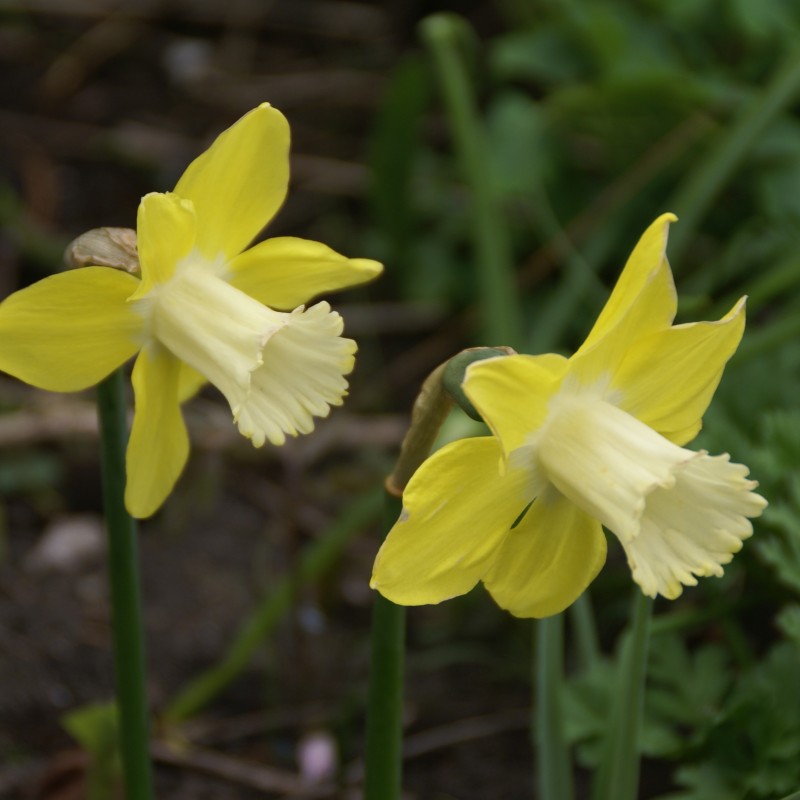 Narcissus 'Wheatear'
