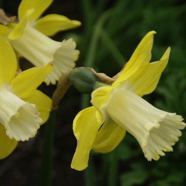 Narcissus 'Wheatear'