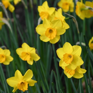 Narcissus 'Whipcord'